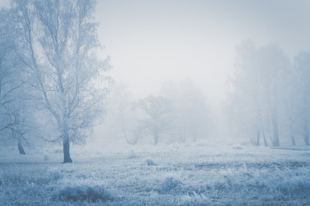 Frost-covered trees and grass in winter forest at foggy sunrise. Beautiful winter landscape.の写真素材