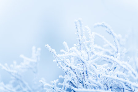 Frost-covered plants in winter forest at foggy sunrise. Macro image, shallow depth of field. Winter nature backgroundの写真素材