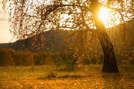 Autumn trees with yellow leaves in the mountains at sunset. Beautiful autumn landscapeの写真素材