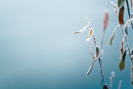 Frost-covered plants in winter forest at foggy sunrise. Macro image, shallow depth of field. Abstract winter nature backgroundの写真素材