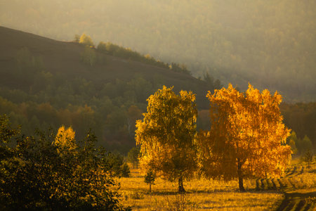 Yellow autumn forest in the mountains at sunset. Fall foliage. Yellow trees in the evening sunlight. Beautiful autumn landscapeの写真素材