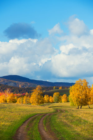 Yellow autumn trees in the mountains at sunset. Blue sky with white clouds. Country road on the hills. Beautiful autumn landscapeの写真素材