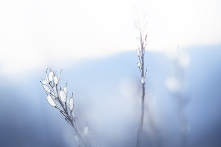 Dry autumn grass in the mountains at sunset. Macro image, shallow depth of field. Beautiful autumn backgroundの写真素材