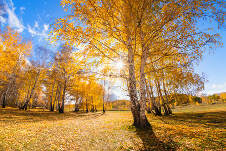 Autumn trees with yellow leaves in the forest at sunny day. Beautiful autumn landscape. Wide angle shotの写真素材