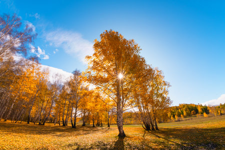 Autumn trees with yellow leaves in the forest at sunny day. Beautiful autumn landscape. Panoramic view. Fish eye lens effectの写真素材