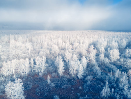 White frost-covered trees in winter forest at foggy sunrise. Aerial view. Clouds over the mountains and forest. Winter landscapeの写真素材
