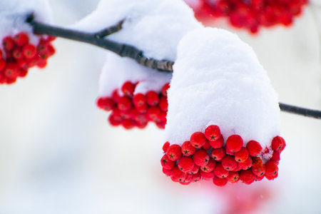 Red rowan berries covered in snow during snowfall. Selective focus. Beautiful winter nature...
