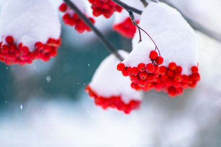 Red rowan berries covered in snow during snowfall. Selective focus. Beautiful winter nature backgroundの写真素材