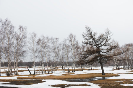 Melting snow in a forest in early spring. Beautiful spring landscape. Southern Urals, Russiaの写真素材