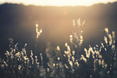 Autumn grass in a forest at sunset. Macro image, shallow depth of field. Beautiful autumn nature backgroundの写真素材