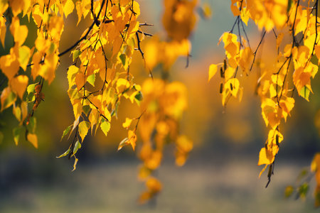 Yellow leaves on the tree in autumn forest at sunset. Seelctive focus. Beautiful autumn nature...