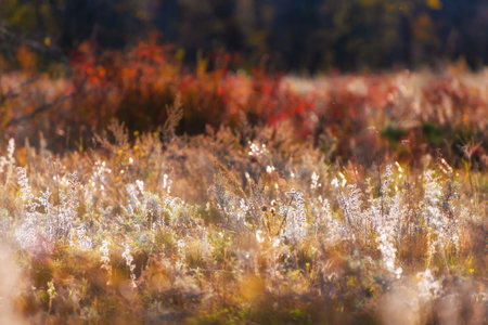 Red autumn grass in a forest at sunset. Beautiful autumn nature background. Selective focusの写真素材