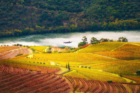 Colorful autumn vineyards in Douro river valley in Portugal. View of the hills and Douro river. Autumn landscapeの写真素材