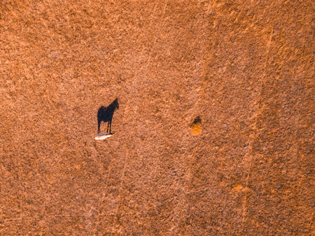 Horse walking in the yellow autumn field. Aerial top down view. Autumn landscapeの写真素材