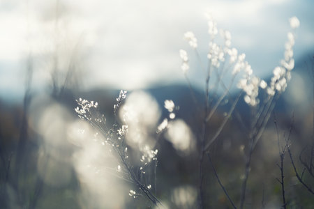 Dru autumn grass in the mountains at sunset. Macro image, shallow depth of field. Beautiful autumn nature backgroundの写真素材