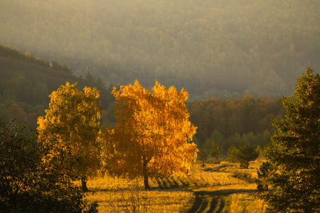 Yellow autumn forest in the mountains at sunset. Yellow trees in the evening sunlight. Beautiful autumn landscapeの写真素材