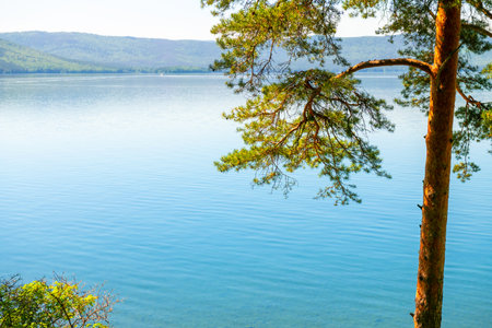 Pine tree on the shore of the mountain lake. Beautiful summer landscape. Turgoyak lake in Southern Urals, Russia.の写真素材