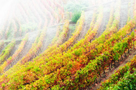 Colorful autumn vineyards in Douro river valley in Portugal. View of the hills in foggy morning. Autumn landscapeの写真素材