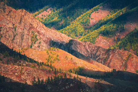 Yellow and green trees in autumn mountains at sunset. Autumn landscape in Altai, Siberia, Russia.の写真素材