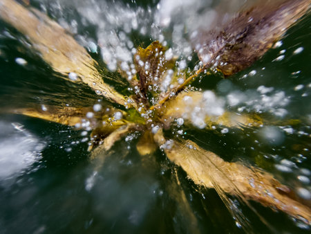 Underwater plants frozen under the ice of the lake. Transparent ice with bubbles close up. Selective focus. Beautiful winter natureの写真素材