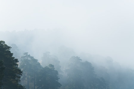 Trees in a forest at foggy morning. Clouds over the mountains and trees. Autumn landscape. Abstract...