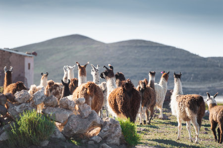 Llamas on a farm near Salar de Uyuni salt flat in Altiplano, Bolivia. Beautiful summer landscape at sunsetの写真素材