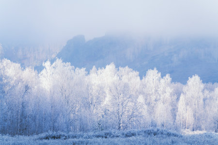 White frost-covered trees in winter forest at foggy sunrise. Clouds over the mountains and forest. Winter landscapeの写真素材