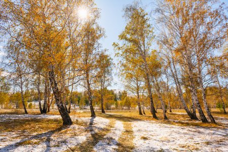 Yellow autumn trees in the forest at sunny day. First snow in the forest. Beautiful autumn landscape.の写真素材