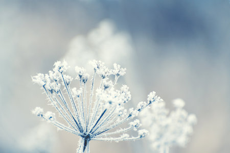 Frost-covered grass in winter forest at foggy sunrise. Macro image, shallow depth of field. Winter...