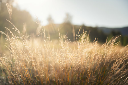 Yellow autumn grass in a forest meadow at sunset. Mountains and the sky in the background. Beautiful autumn landscapeの写真素材