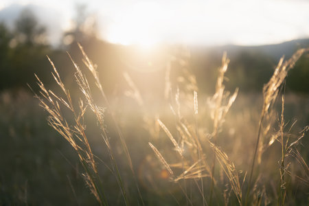 Yellow autumn grass in a forest meadow at sunset. Mountains and the sky in the background. Lens flare. Beautiful autumn landscapeの写真素材