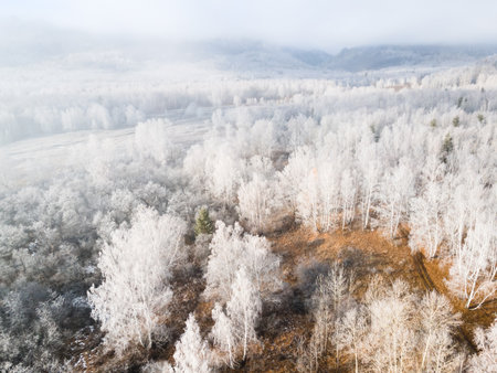 White frost-covered trees in winter forest at foggy sunrise. Aerial view. Clouds over the mountains and forest. Winter landscapeの写真素材