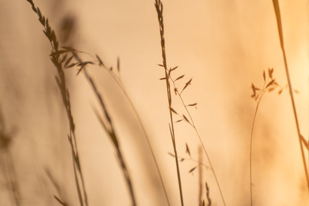 Wild grass on the shore of lake at sunset. Beautiful summer nature background. Selective focus