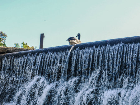 Goose on top of waterfallの写真素材