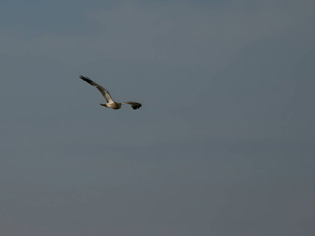 A majestic marsh harrier soars gracefully in flight, its wings outstretched against the vast expanse of the sky.の写真素材