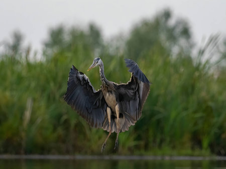 A magnificent Gray Heron spreads its wings and takes flight, gracefully soaring above the lush green plants that form the backdrop of its natural habitat.の写真素材