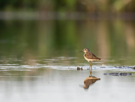 A graceful Wood Sandpiper stands serenely on the calm surface of the water, surrounded by its watery reflection.の写真素材