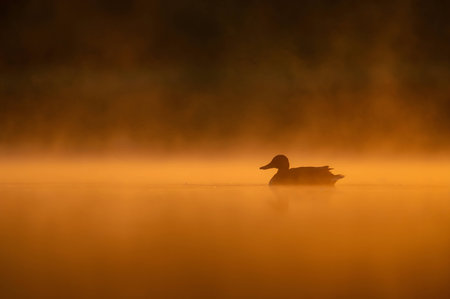 A wild duck glides on sunset-kissed waters, surrounded by the mesmerizing hues of orange. Serena beauty in perfect harmony.の写真素材