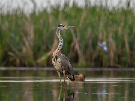 A majestic Gray Heron gracefully stands in the tranquil water, its tall figure blending seamlessly with the vibrant greenery of the surrounding plants.の写真素材