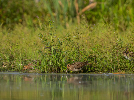 A Common Snipe delicately perched on the water's edge, surrounded by lush green plants, blending harmoniously with its natural habitat.の写真素材