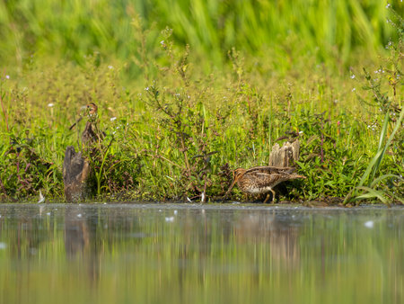 A Common Snipe delicately perched on the water's edge, surrounded by lush green plants, blending harmoniously with its natural habitat.の写真素材