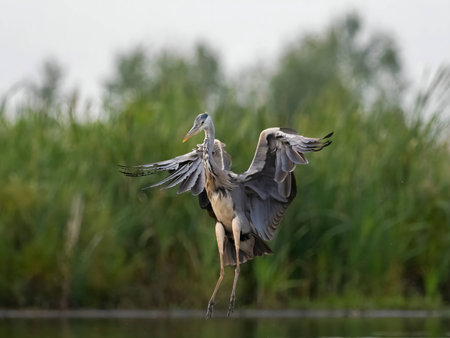 A magnificent Gray Heron spreads its wings and takes flight, gracefully soaring above the lush green plants that form the backdrop of its natural habitat.の写真素材