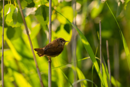 A beautiful Great Reed Warbler perched on a slender reed, surrounded by vibrant greenery, showcasing the wonders of nature.の写真素材