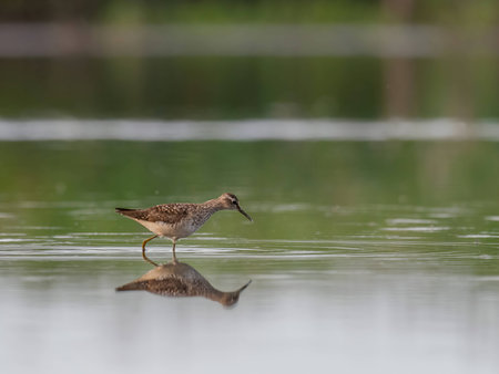 A graceful Wood Sandpiper stands serenely on the calm surface of the water, surrounded by its watery reflection.の写真素材