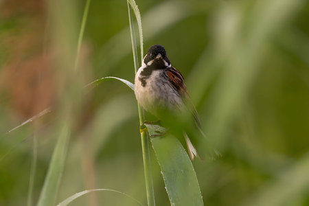 A charming Common Reed Bunting perched on a slender stem amidst lush greenery, showcasing the beauty of nature.の写真素材