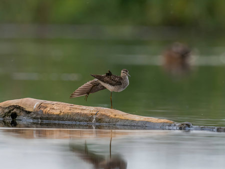 A graceful Wood Sandpiper stands serenely on the calm surface of the water, surrounded by its watery reflection.の写真素材