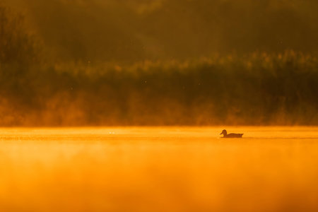A wild duck glides on sunset-kissed waters, surrounded by the mesmerizing hues of orange. Serena beauty in perfect harmony.の写真素材