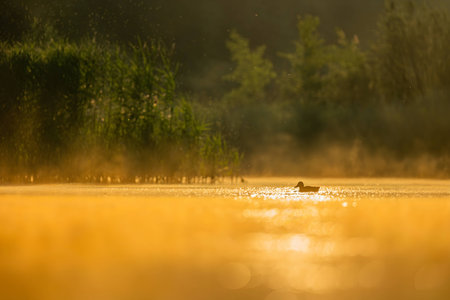 A wild duck glides on sunset-kissed waters, surrounded by the mesmerizing hues of orange. Serena beauty in perfect harmony.の写真素材