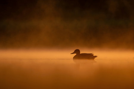 A wild duck glides on sunset-kissed waters, surrounded by the mesmerizing hues of orange. Serena beauty in perfect harmony.の写真素材