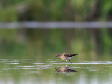 A graceful Wood Sandpiper stands serenely on the calm surface of the water, surrounded by its watery reflection.の写真素材